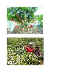 Coffee Farm - Agriculture Community