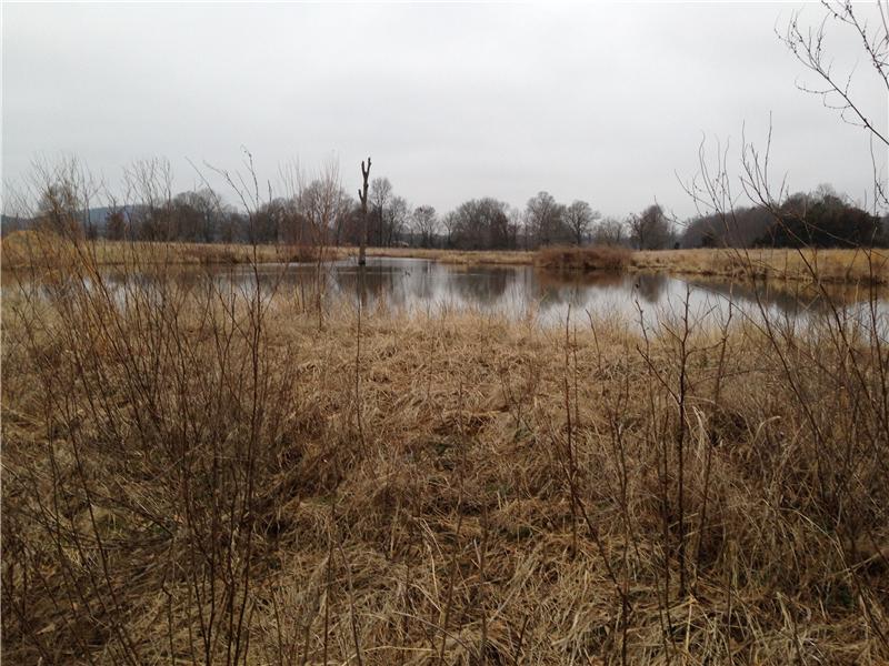 Pond on Property