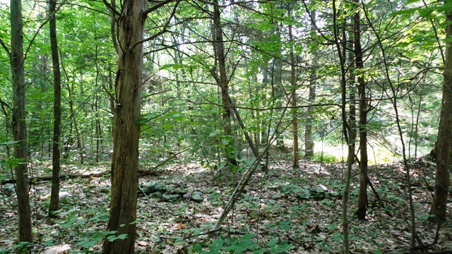 Beautiful lot .92 acre