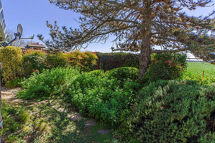 Lush vegetation