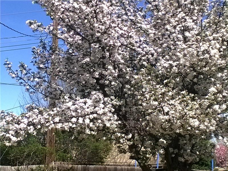 Apple tree in backyard