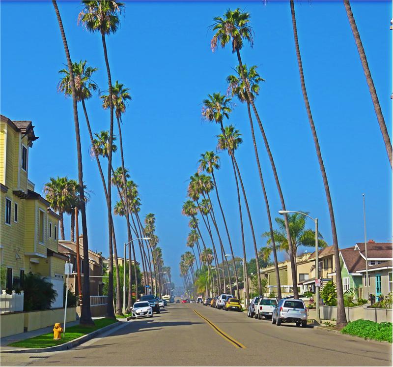 Palm Tree Lined Streets