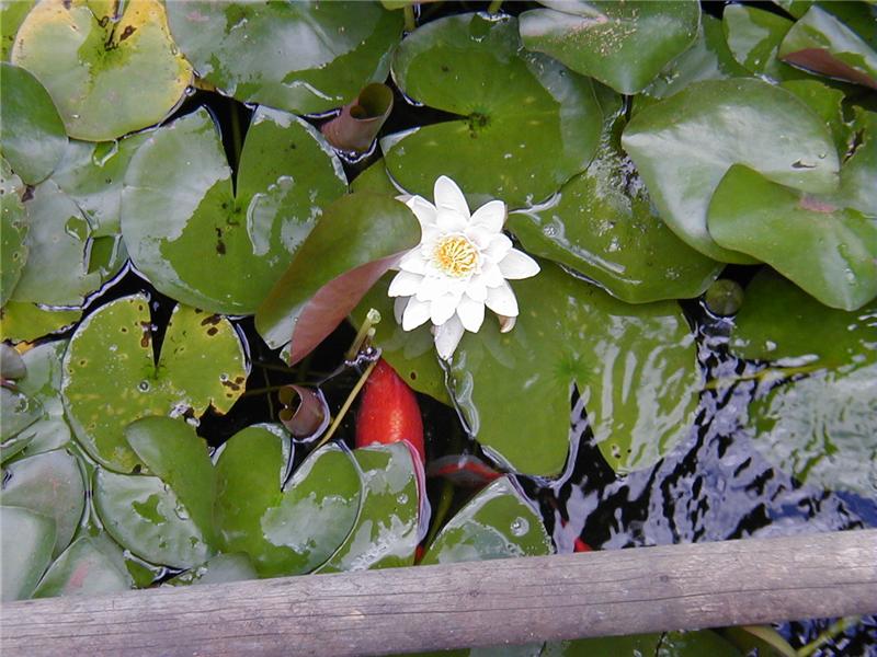 Lilly Blooms in the Pond