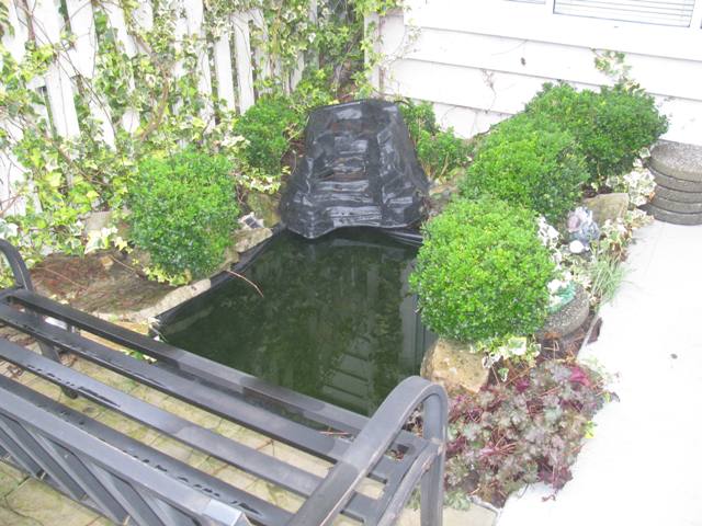 Fish pond in the back yard