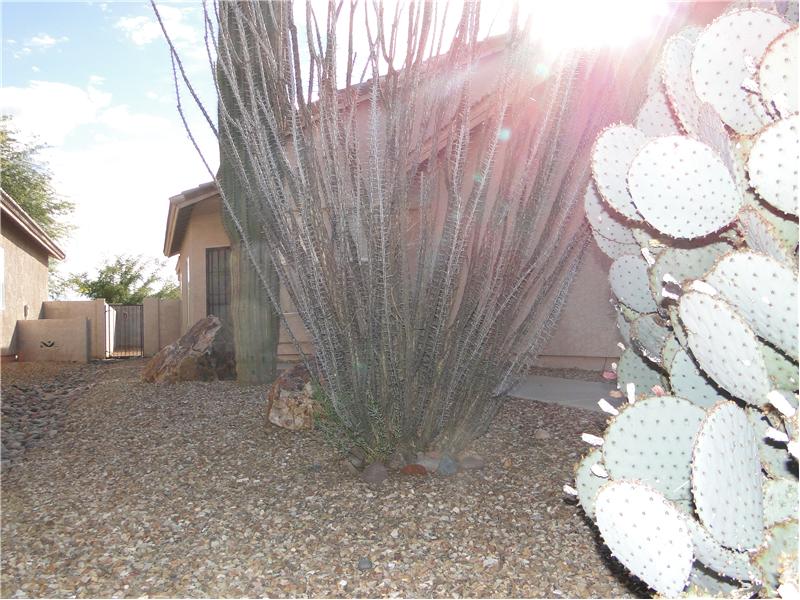 Beautiful Cacti Front Landscaping